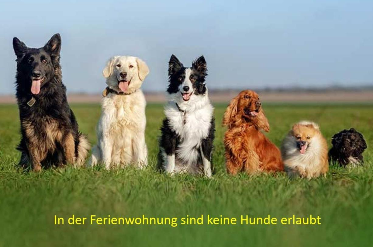 Pension & Ferienwohnung Oberhof 810 M Phòng bức ảnh
